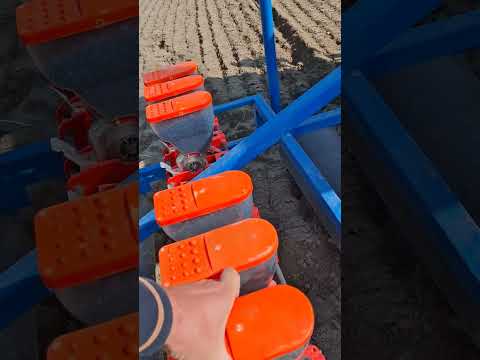 Видео: Пияз 8.10.2025.