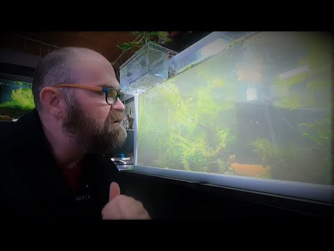 Видео: Как исправить мутную воду в аквариуме | Причины, советы по фильтрации и безопасные для креветок р...