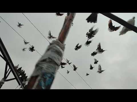 Видео: Пусть голуби вас радуют.