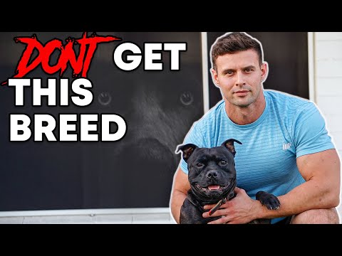 Видео: Не заводите стаффордширского бультерьера...