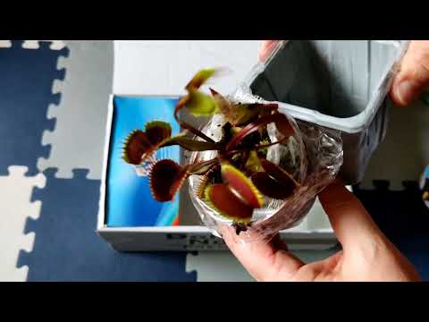 Видео: Распаковка посылки с хищными растениями. Май 2023 г.
