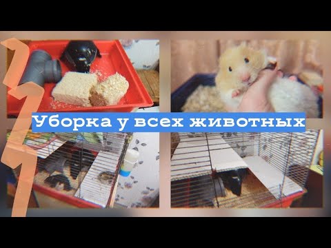 Видео: ГЕНЕРАЛЬНАЯ УБОРКА У ВСЕХ ЖИВОТНЫХ 2020 / Уборка у крыс, хомяка, свинки