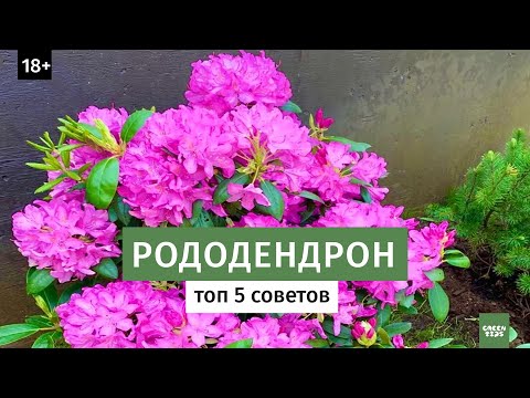 Видео: Как вырастить рододендрон в саду? Лучшие сорта рододендронов // Цветущие кустарники 16+