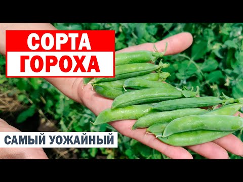 Видео: Горошище!!! Гороха много не бывает!