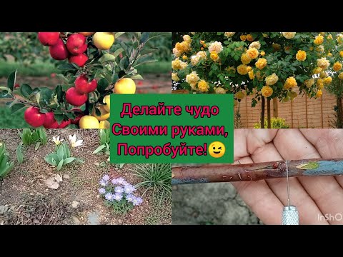 Видео: Прививка розы🌹 на штамб и плодовых-легко!!! Попробуйте, и вы не сможете остановиться 🎋😉!!!