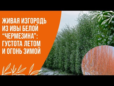 Видео: Живая изгородь по-новому: Как создать «полыхающую» стену из ивы белой "Чермезина".
