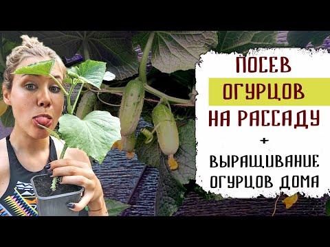 Видео: Посадка семян огурцов на рассаду + Выращивание огурцов дома + Черенкование огурцов