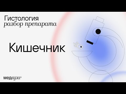 Видео: Гистология кишечника | Разбор гистологического препарата