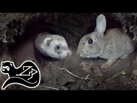 Видео: Загнанные в угол кролики - Хорек на охоте за кроликами 13
