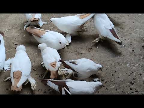 Видео: Бойние голуби. Краснохвостые, желтохвостые, В гостях у Тенгиза. 26.12.21 Грузия. Тбилиси