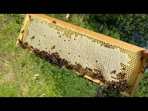 Видео: Проверка пчелиной семьи