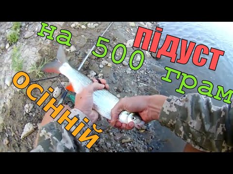 Видео: Рыбалка на подуста   ловля подуста на донки фидер на р Тиса