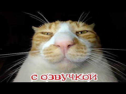 Видео: ПРИКОЛЫ С КОТАМИ! с озвучкой! Смешное видео с котами! Смешные животные! ЗАСМЕЯЛСЯ ПОДПИСАЛСЯ!