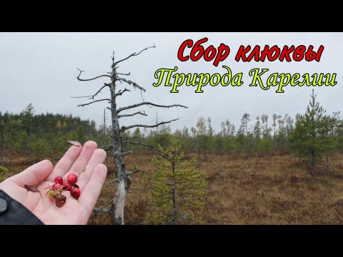 Видео: За клюквой на болото. Природа. Карелия.