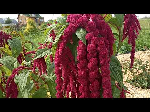 Видео: Амарант! Растение с другой планеты!