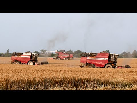 Видео: Урожай 2023! GOMSELMASH GS12 PRO, CLAAS Lexion 580, ГАЗ 2507 и другие на уборке озимого ячменя