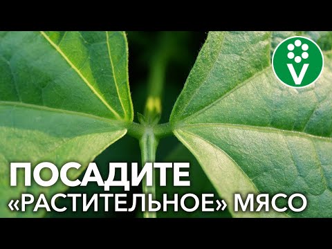 Видео: НЕЗАСЛУЖЕННО ЗАБЫТОЕ РАСТЕНИЕ, КОТОРОЕ СТОИТ ПОСАДИТЬ В 2022 - насыщает лучше мяса и улучшает почву!