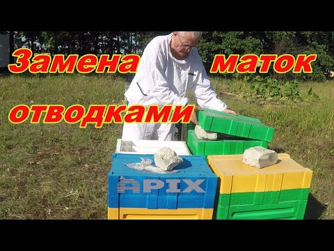 Видео: Простой СПОСОБ ЗАМЕНЫ МАТОК о котором вы, возможно, НЕ ЗНАЛИ. Работа на пасеке в июле.