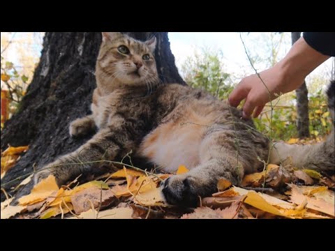 Видео: В осенний теплый денек толстый кот Степа вышел полежать под березой