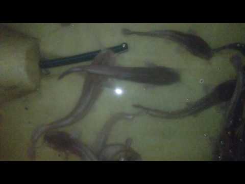 Видео: Как я начинал выращивать рыбу ! As I started to grow fish