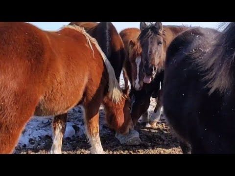 Видео: Соль и здоровье лошади.| 30кг в корыте, на лыжах до табуна.