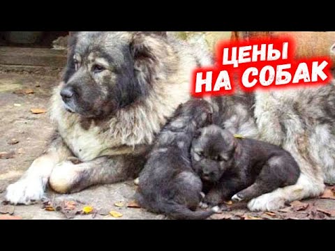 Видео: СОБАЧИЙ РЫНОК В ТАШКЕНТЕ ЯНГИАБАД. ИТ БАЗАР