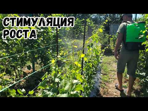 Видео: Как стимулировать рост виноградной лозы