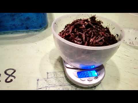 Видео: Влияние состава корма на рост червяка ( ЭКСПЕРИМЕНТ )  ...часть 4 ...