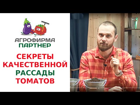 Видео: СЕКРЕТЫ КАЧЕСТВЕННОЙ РАССАДЫ ТОМАТОВ
