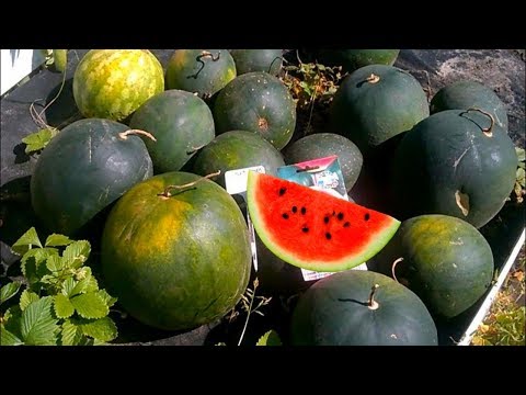 Видео: В любом регионе вызреет и не подведет этот сорт арбуза,купите и не пожалеете