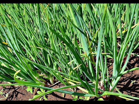 Видео: ПРОДОЛЖЕНИЕ #ЛУКОВОЙ #ТЕМЫ🧅 ИЗБАВЛЯЕМСЯ ОТ #ЛУКОВОЙ И #МОРКОВНОЙ #МУХИ! #ПЕКИНКА #ВЫРОСЛА НА СЛАВУ👌