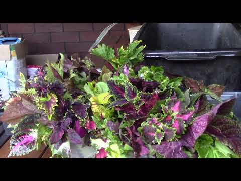 Видео: Колеусы будущего сезона.