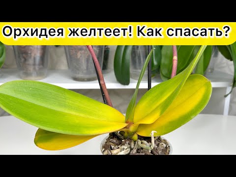 Видео: Орхидея ГНИЕТ и ЖЕЛТЕЕТ орхидея