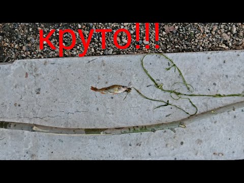 Видео: самодельная удочка ///Ловим рыбу  без удочки !!!
