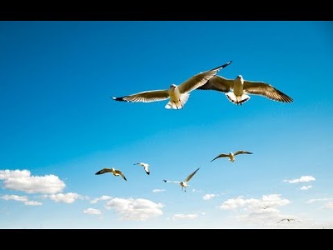 Видео: Птица. Музыка Сергея Чекалина. Bird. Music of Sergei Chekalin. 鳥。 セルゲイ・チェカリンによる音楽。