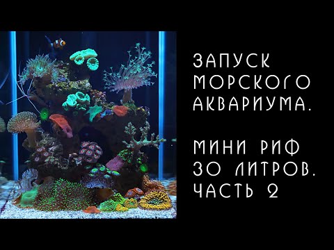 Видео: Морской аквариум. Мини риф 30 литров. Часть 2. Ошибки при запуске.