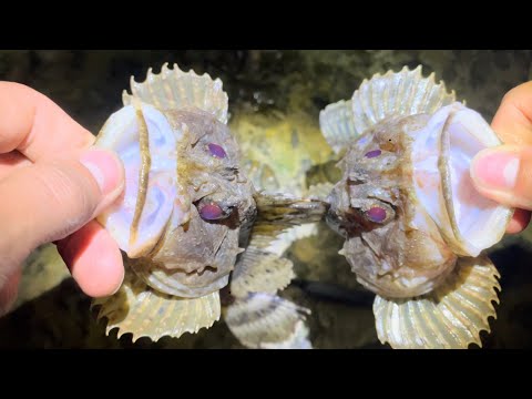 Видео: Вечерняя рыбалка в Сочи🐠 Раздача на все удочки #sochi #fishing #рыбалка #сочи