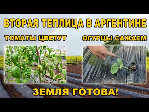 Видео: Вторая теплица в Аргентине. Томаты цветут, огурцы сажаем, земля готова!