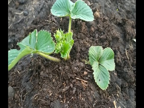 Видео: Как правильно сажать клубнику весной в открытый грунт. Инструкция для начинающих.