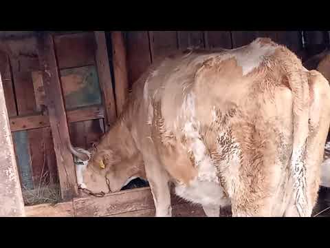 Видео: Лошадь погибла коров гоняем сами