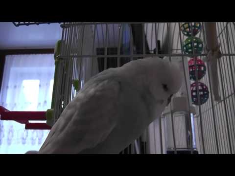 Видео: Снежок - говорящий попугай, февраль 2013