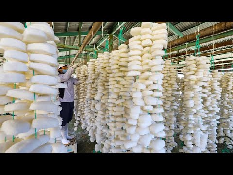 Видео: Как японский фермер делает губку из картофеля конжак — техника выращивания и сбора картофеля конжак