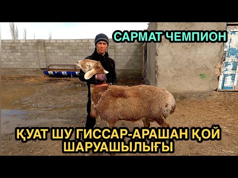 Видео: МЫҚТЫ ҚОЗЫ ҚОШҚАРЛАР САТЫЛАДЫ +7 707 834 3420 ҚУАТ