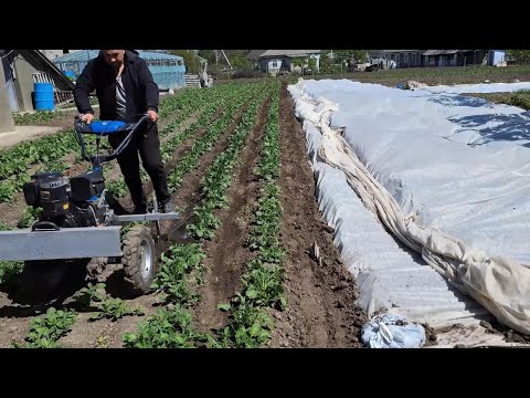 Видео: 💥Нереальне підгортання! 😱 ДТЗ 560ДН + саморобні підгортачі — Жорсткий Тест! 💥😲