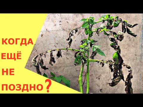 Видео: БОРЬБА С ФИТОФТОРОЗОМ за урожай КАРТОФЕЛЯ