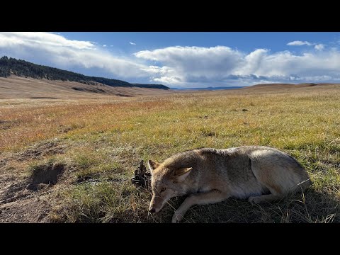 Видео: Эпизод 15 LBL «Оранжевая армия прибыла» #горцы #охотник на койотов #фермерскаяжизнь #скотоводство...