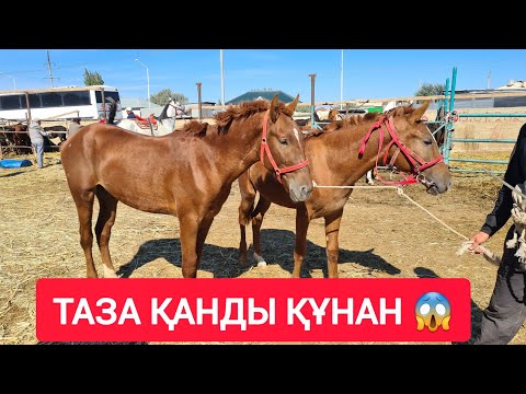 Видео: СҰМДЫҚ НЕ ДЕГЕН ЖЫЛҚЫ, ҚЫЗЫЛОРДА МАЛ БАЗАРЫ.