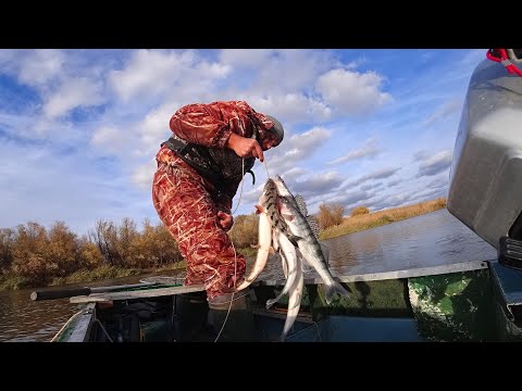 Видео: КОГДА СУДАК ВЯЛЫЙ, ДОСТАЮ ЕЁ. Ловля судака на джиг. Осенняя рыбалка на судака, щуку.