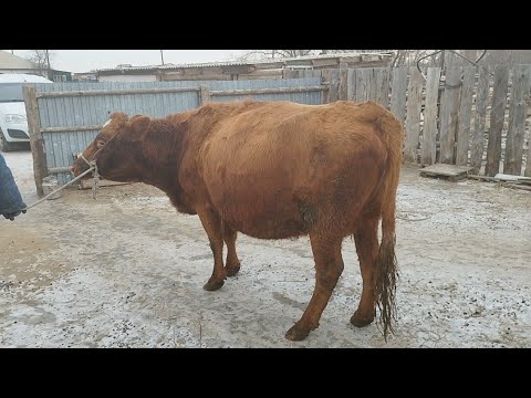 Видео: Сиырды сою.Ішіндегі бұзауды жарып алып шығу.