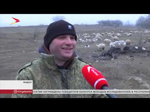 Видео: Тушинскую породу овец начали разводить в селении Раздзог